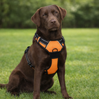 The Unique No-Pull Dog Harness